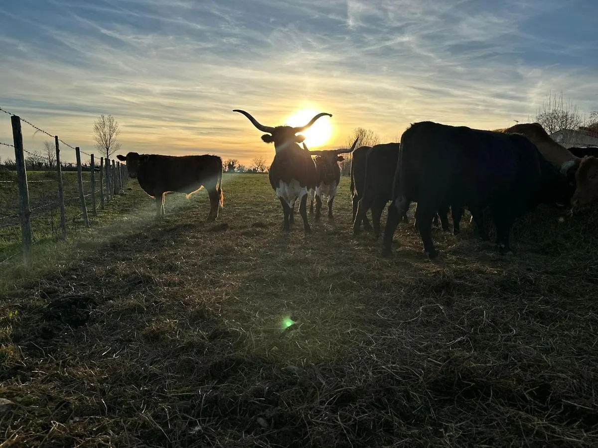 Villa Cerisier climatisée, à la campagne Arles
